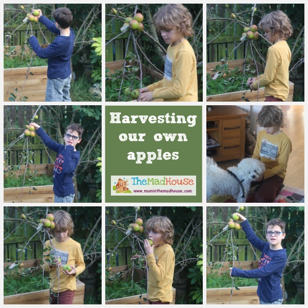 harvesting our own apples