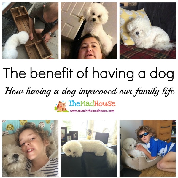 benefits of dogs