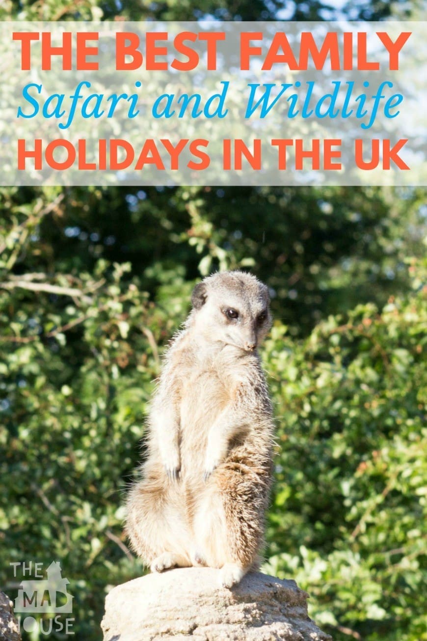 Family Safari and Wildlife Holidays in the UK pinterest