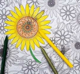Sunflower Colouring Page