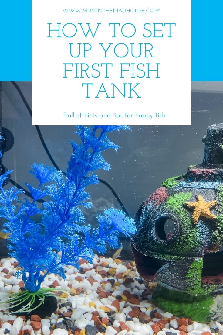 How to set up your first temperate water fish tank
