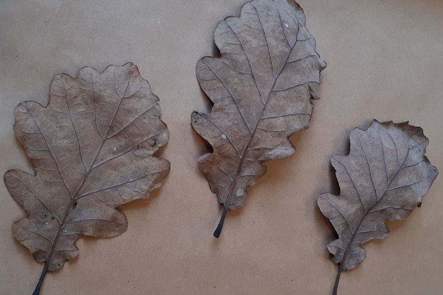 Dried oak leaves 