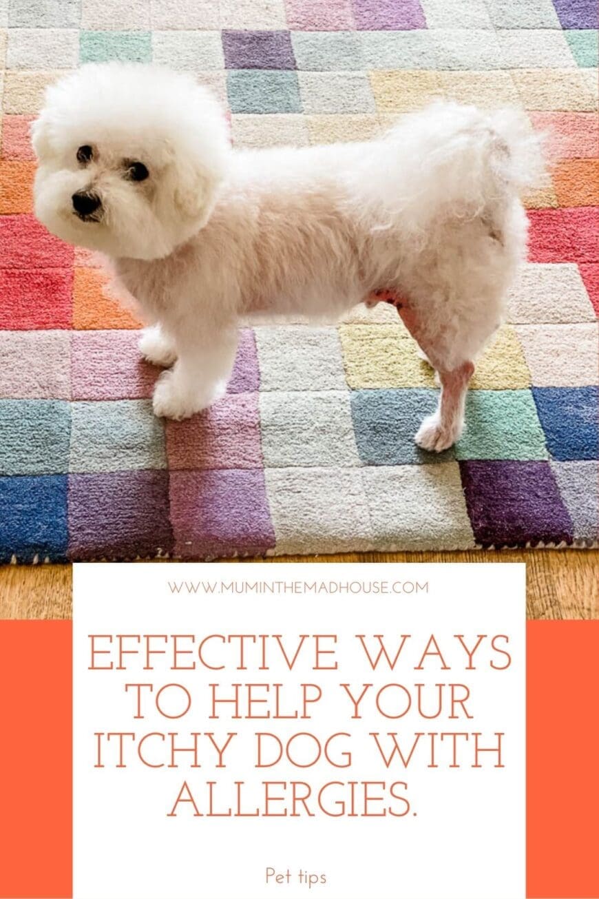 Effective ways to help your itchy dog with allergies. Practical tips for when your vet feels that an allergy is the cause of your dog's skin problem.