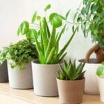 Rare And Exotic Plants That Make For An Interesting Home Decoration